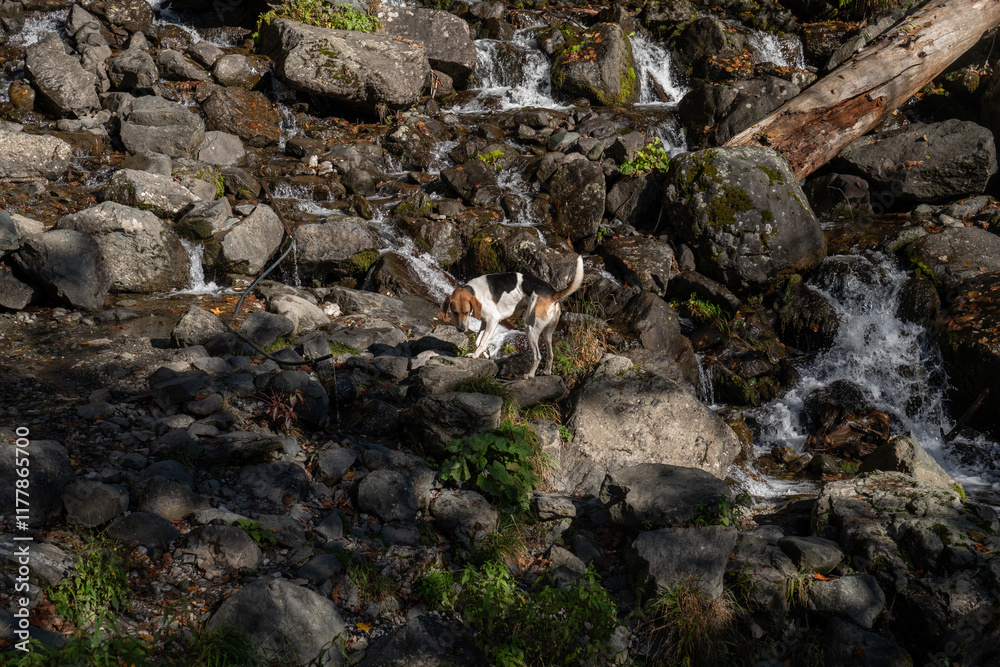 Dog exploring rocky stream with small waterfalls Dog exploring rocky stream with small waterfalls