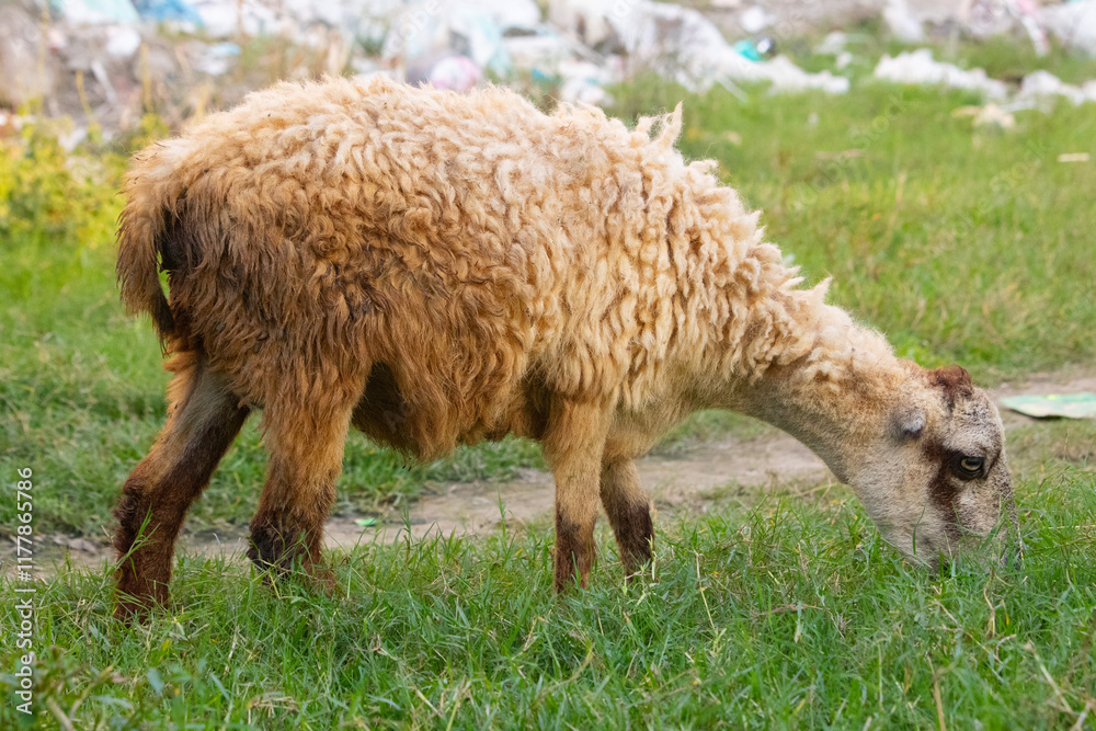 Sheep eating grass in field, Sheep in field, Sheep on grass Sheep eating grass in field, Sheep in field, Sheep on grass
