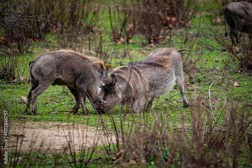 Jabalies peleando