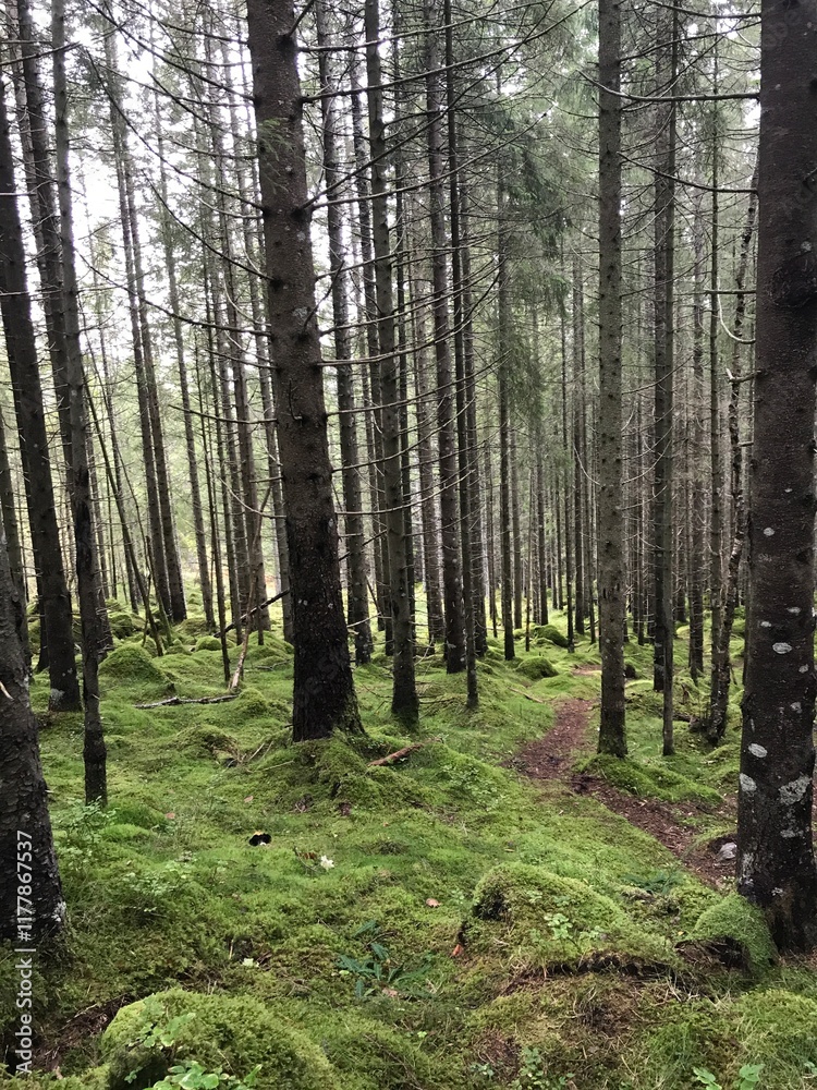 Naklejka premium pine forest in the morning