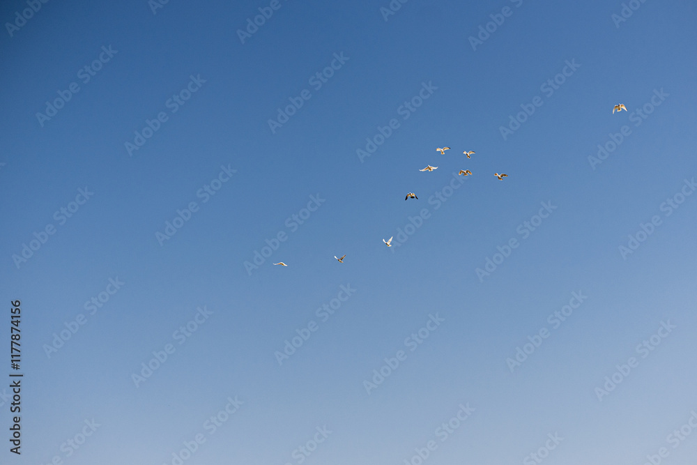 A flock of birds flying gracefully in the clear blue sky A flock of birds flying gracefully in the clear blue sky