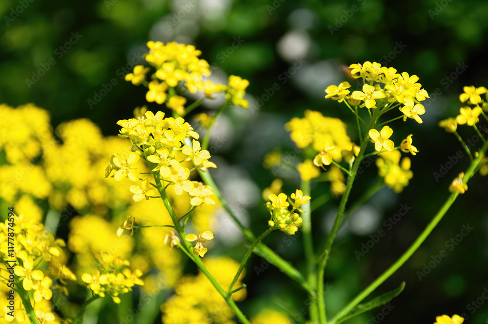 A bunch of yellow flowers with green leaves. A bunch of yellow flowers with green leaves.