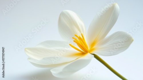 Close-up of a single, delicate white flower with a yellow center against a soft, light background.