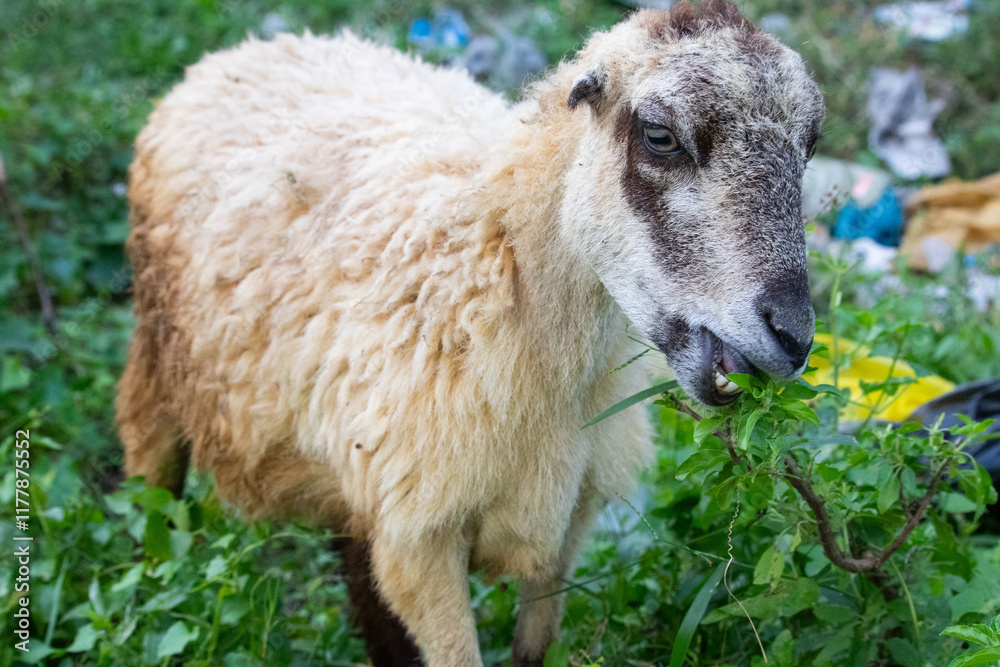 Sheep walking on grass, Sheep in field, Sheep eating grass Sheep walking on grass, Sheep in field, Sheep eating grass