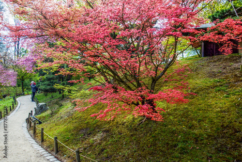 Amazing Japanese maple tree in Japanese garden photo