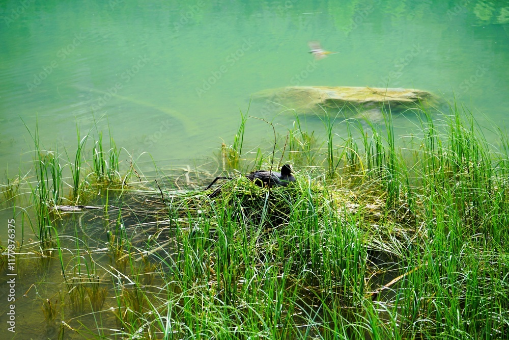 Fototapeta premium Adult coot Fulica Atra sitting on nest in reeds in Toblacher See, Lago di Dobbiaco in the Dolomites in South Tyrol, Italy