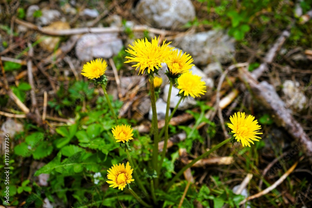 Close-up of yellow flowers of the common dandelion, Taraxacum officinale, from the Asteraceae family. Taken on the forest floor of a hiking trail in the Dolomites, in South Tyrol, Italy. Close-up of yellow flowers of the common dandelion, Taraxacum officinale, from the Asteraceae family. Taken on the forest floor of a hiking trail in the Dolomites, in South Tyrol, Italy.