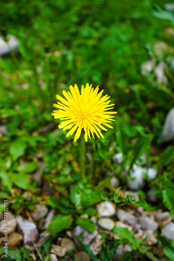 Close-up of yellow flowers of the common dandelion, Taraxacum officinale, from the Asteraceae family. Taken on the forest floor of a hiking trail in the Dolomites, in South Tyrol, Italy. Close-up of yellow flowers of the common dandelion, Taraxacum officinale, from the Asteraceae family. Taken on the forest floor of a hiking trail in the Dolomites, in South Tyrol, Italy.