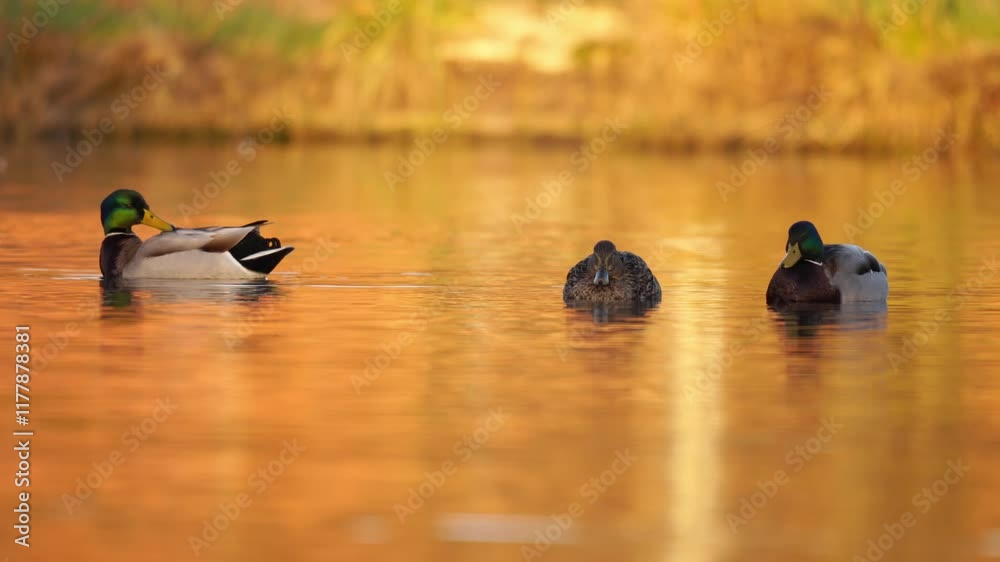 plan fixe sur des canards colverts sauvage dans une ambiance rêveuse, canards colverts calmes sur l'eau, vidéo reposante, relaxante, sur une ambiance dorée naturelle
