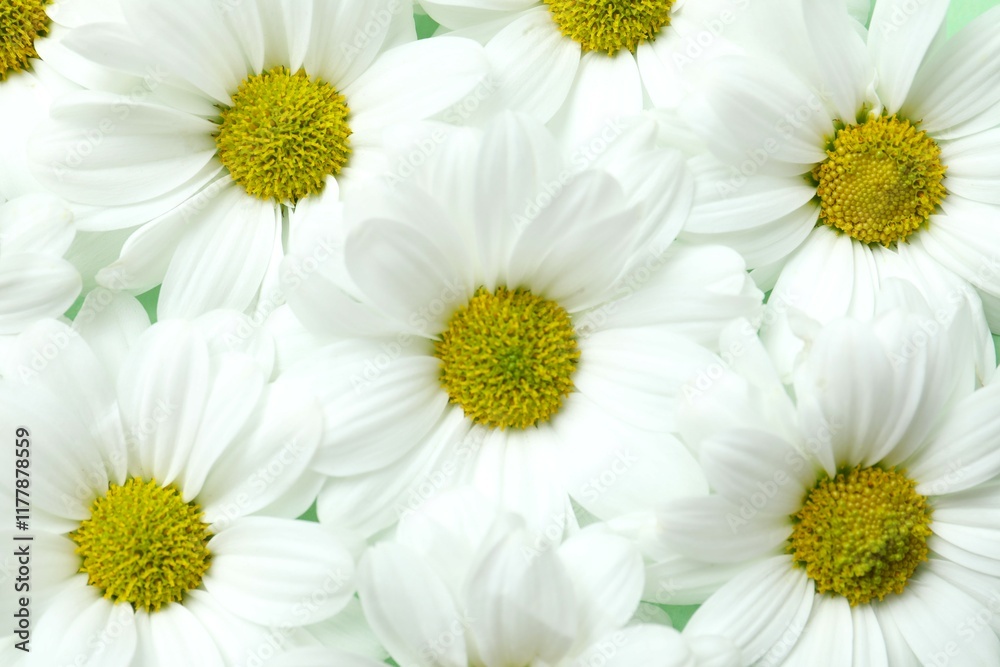 Obraz premium Beautiful chamomile background