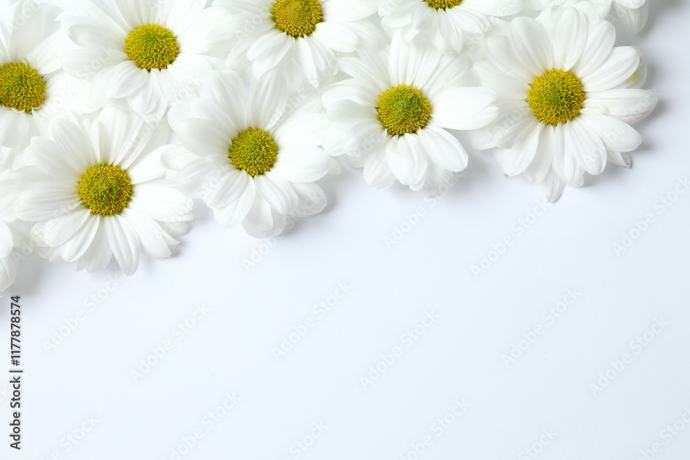 Obraz premium Beautiful chamomile on white background