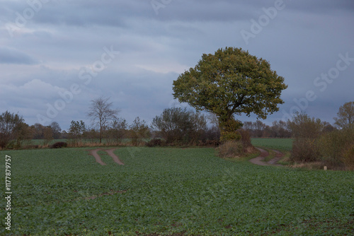 Field with tree