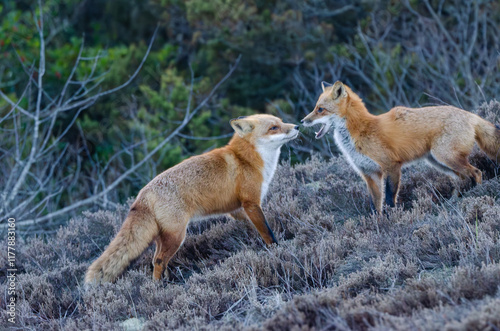 pair of red fox