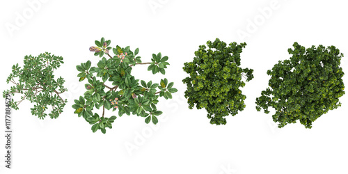 Fotografie Collection of Ficus,Plumeria plants on transparent background from the top view
