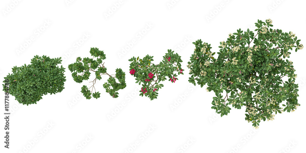 Fototapeta premium Collection of Plumeria plants on transparent background from the top view