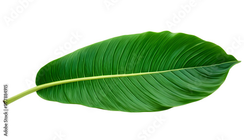 green banana leaf isolated on transparent background generative ai