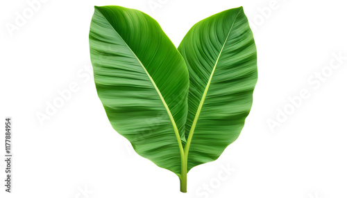 green banana leaf isolated on transparent background generative ai