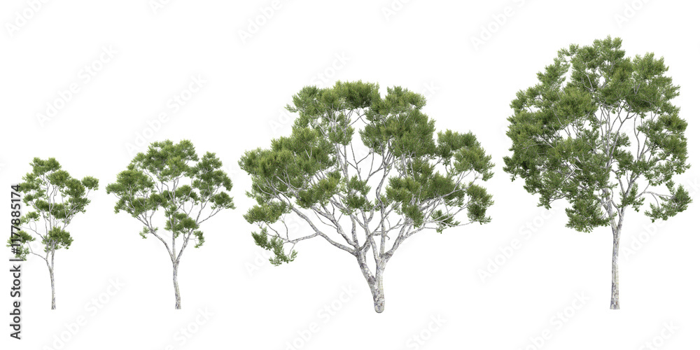 set of Corymbia trees on transparent background