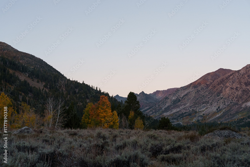 Aspens change color against the mountains Aspens change color against the mountains