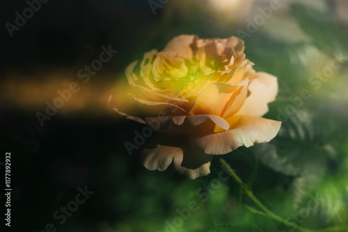 Multiple exposure of yellow rose and light photo