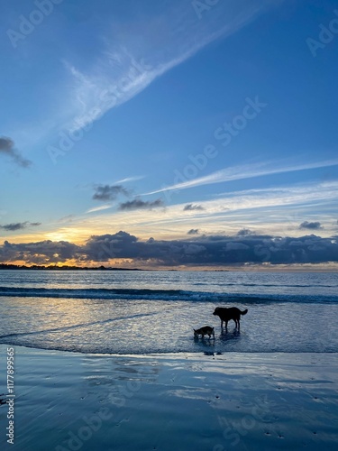Photography sunset over the lake with dogs