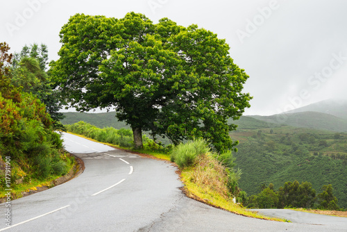 Winding Road with Vibrant Tree and Misty Hills photo