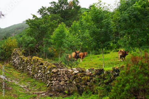 Cows Grazing in a Lush Green Countryside with Stone Wall photo