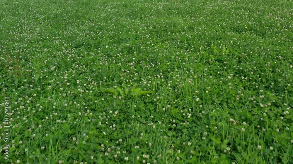 Filmmaterial eines Fluges über eine grüne Blumen Wiese, Deutschland