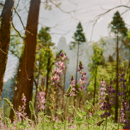 Yosemite Landscape photo