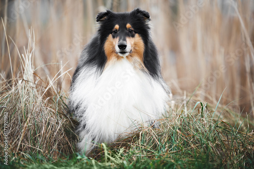 young tricolor rough collie dog sitting outdoors