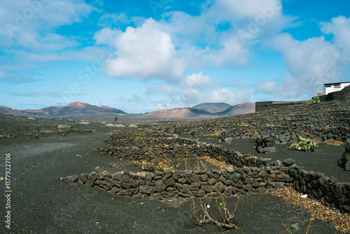 Vineyard in the region of La Geria, Lanzarote photo