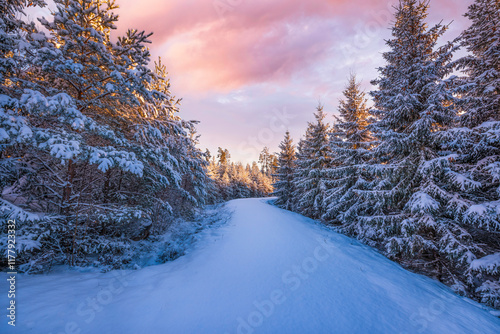 Winter landscape with snow photo