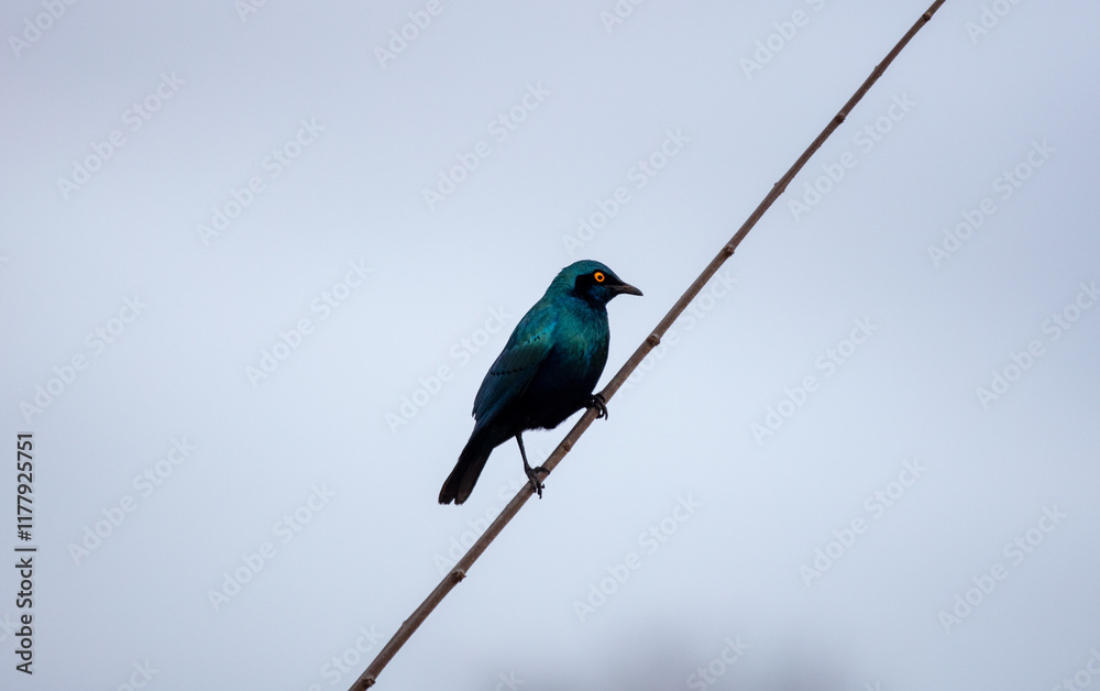 Cape glossy Starling perched on a thin branch against a soft, overcast sky Cape glossy Starling perched on a thin branch against a soft, overcast sky