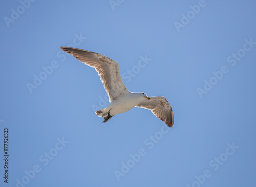 Seagull, open wing fly, clear blue sky background. Kelp or dominican Gull under view, South Africa, photo