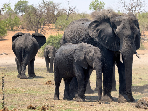 African elephants group closeup view. Wild animals  family in National Park, Africa photo