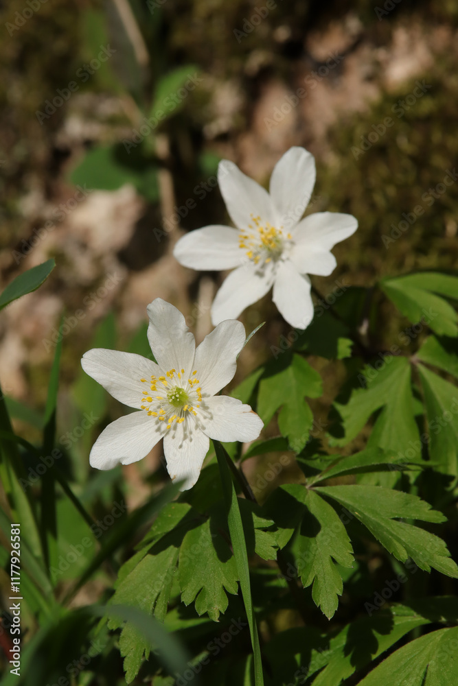 Obraz premium Anémone sylvie (Anemone nemorosa) Anemone nemorosa in flower 