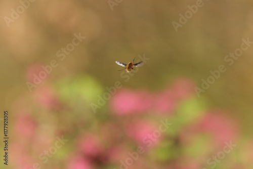 Bombyle (Bombylius major)
Bombylius major in its natural element
 photo