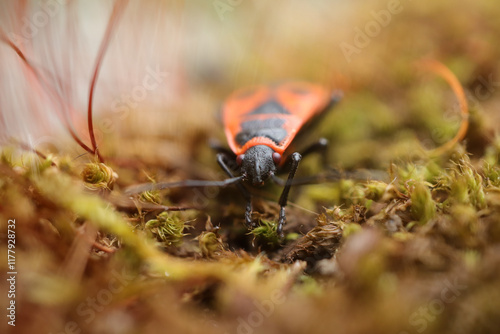 Gendarme (Pyrrhocoris apterus)
Pyrrhocoris apterus on an unidentified flower or plant
 photo