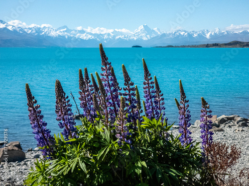 Purple Lupins in front of glacial lake photo