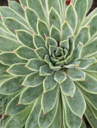 Close up of Echeveria Agavoides Red tip photo