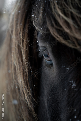 beautiful icelandic horse in snow winter Iceland  photo