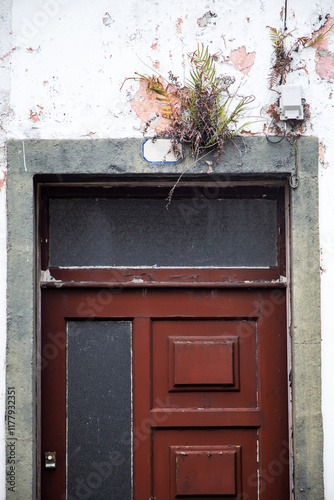 Old wooden door with greenery atop in a rustic wall setting photo