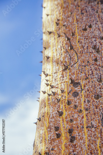 Close up of thorny tree trunk under blue sky photo