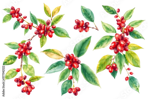 A collection of watercolor coffee plant branch illustrations