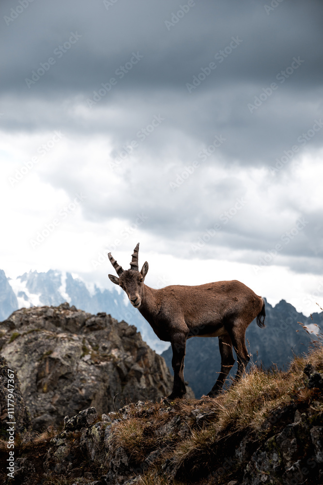 An alpine ibex standing proudly on a rocky ridge in the French Alps An alpine ibex standing proudly on a rocky ridge in the French Alps