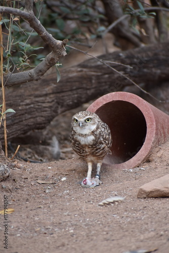 Pigmy Owl photo