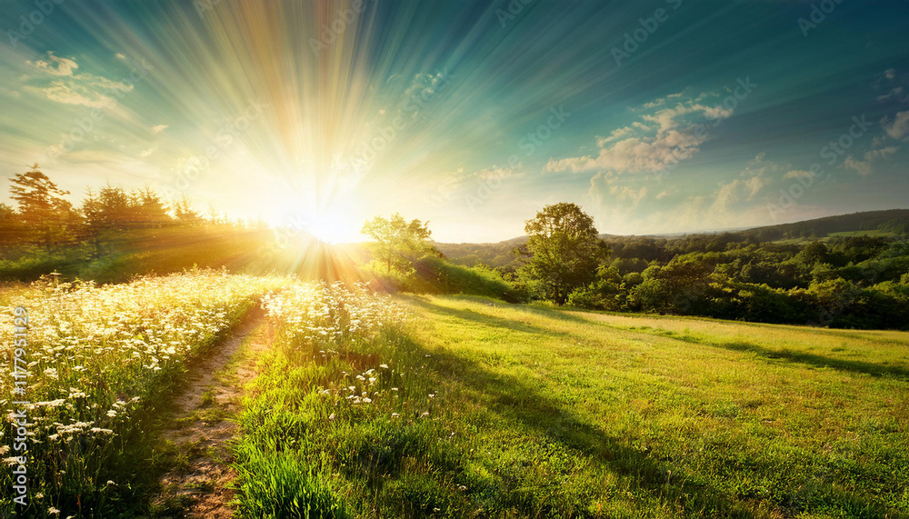 Obraz premium sunny nature summer summary history with shining solar