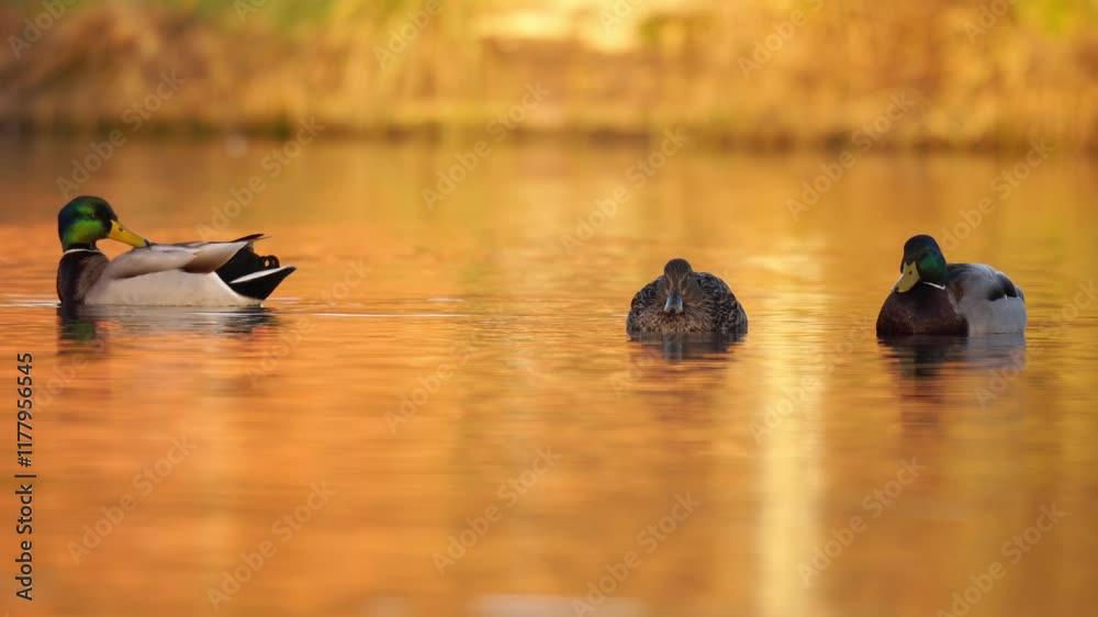 plan fixe sur des canards colverts sauvage dans une ambiance rêveuse, canards colverts calmes sur l'eau, vidéo reposante, relaxante, sur une ambiance dorée naturelle, avec zoom arrière