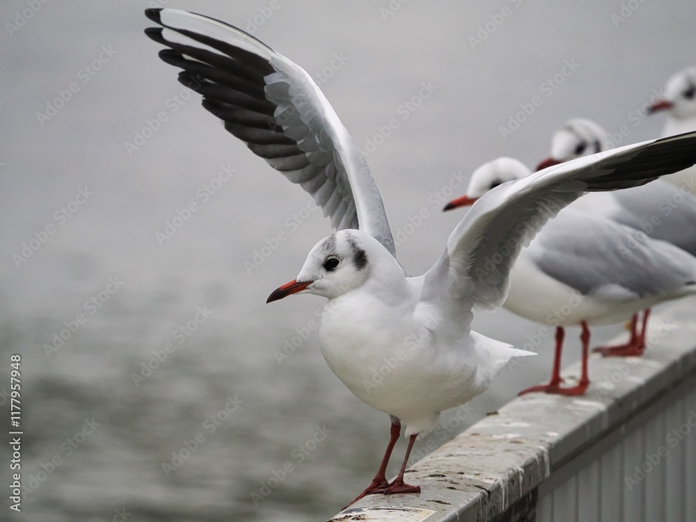Möwe (Larinae) in Köln am Rhein mit unscharfem Hintergrund Möwe (Larinae) in Köln am Rhein mit unscharfem Hintergrund
