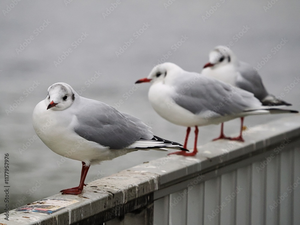 Möwe (Larinae) in Köln am Rhein mit unscharfem Hintergrund Möwe (Larinae) in Köln am Rhein mit unscharfem Hintergrund